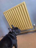 bledožltá kriedová farba hot as mustard